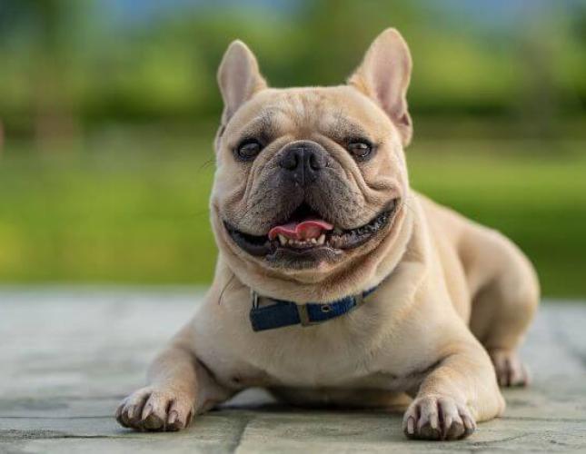 The Fabulous French Bulldog: What You Need to Know Before Ownership