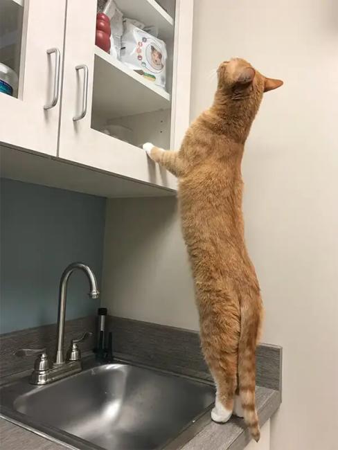 cat_standing_up