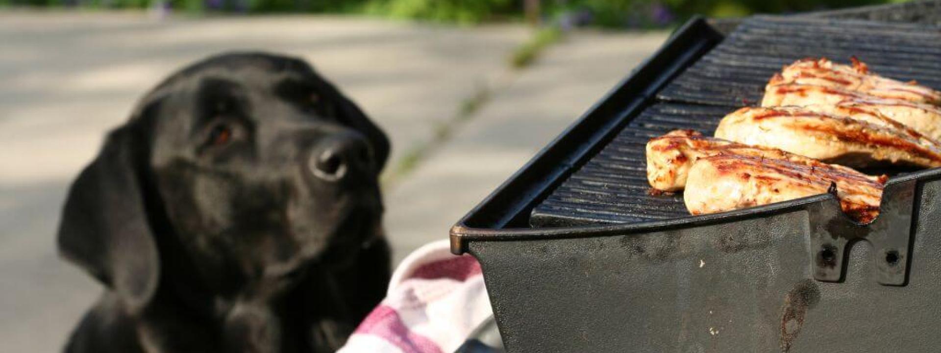A dog sitting near a grill with meat on it.